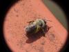 Andrena vaga